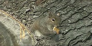 Squirrel Eating Ritz Crackers